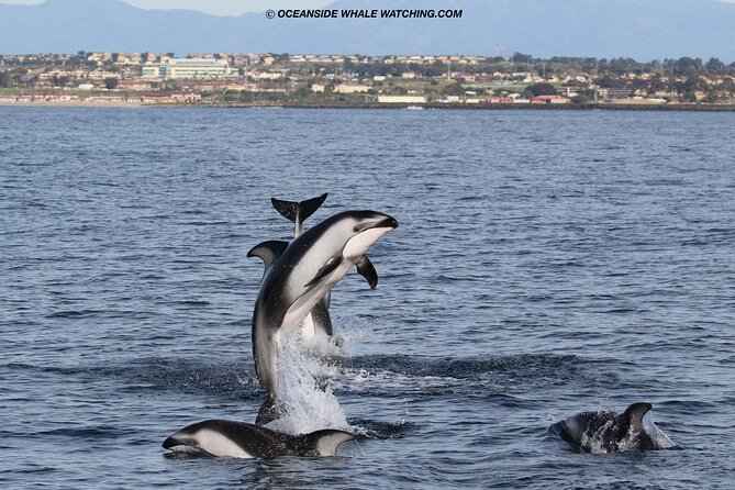 Two-Hour Luxury Whale Watching Tour from Oceanside - Food, drinks, and onboard costs