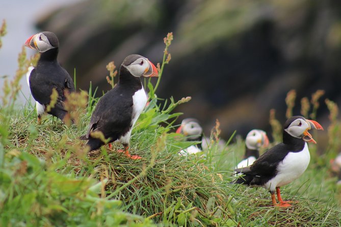 Two-In-One: Whale & Puffin Watching Tours from Reykjavik - Key points to know before you book