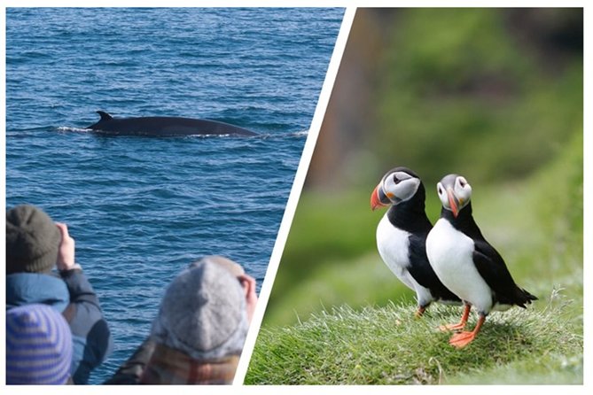 Two-In-One: Whale & Puffin Watching Tours from Reykjavik - Lundey, where puffins gather near Reykjavik