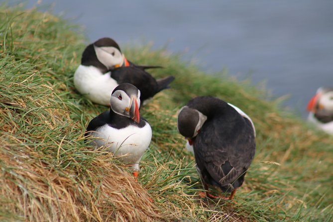 Two-In-One: Whale & Puffin Watching Tours from Reykjavik - Faxaflói Bay and the search for whales