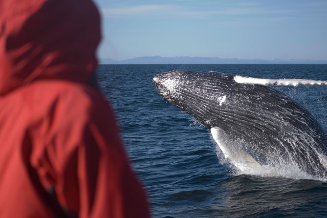 Two-In-One: Whale & Puffin Watching Tours from Reykjavik - What the guides add to the experience