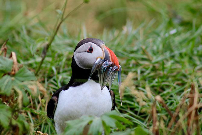 Two-In-One: Whale & Puffin Watching Tours from Reykjavik - Who should book this combination?
