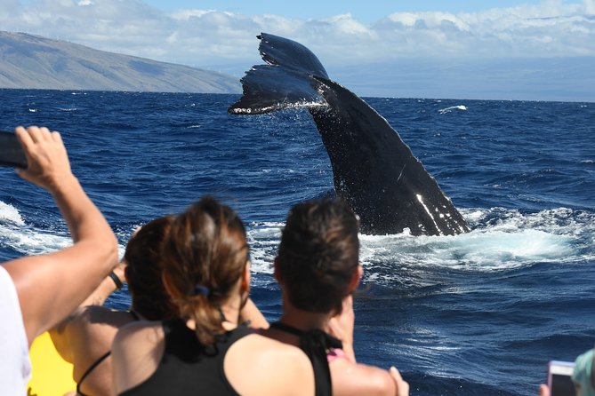 Ultimate 3.5 hour Whale Watch & Snorkel - Key points to know before booking