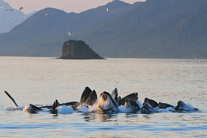 Ultimate Juneau Whale Watch and Mendenhall Glacier View - From the Mt. Roberts Tramway to Auke Bay