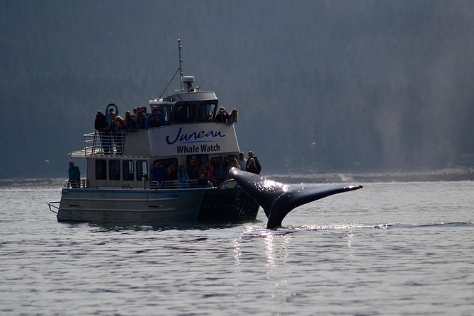 Ultimate Juneau Whale Watch and Mendenhall Glacier View - Two hours searching Auke Bay for whales