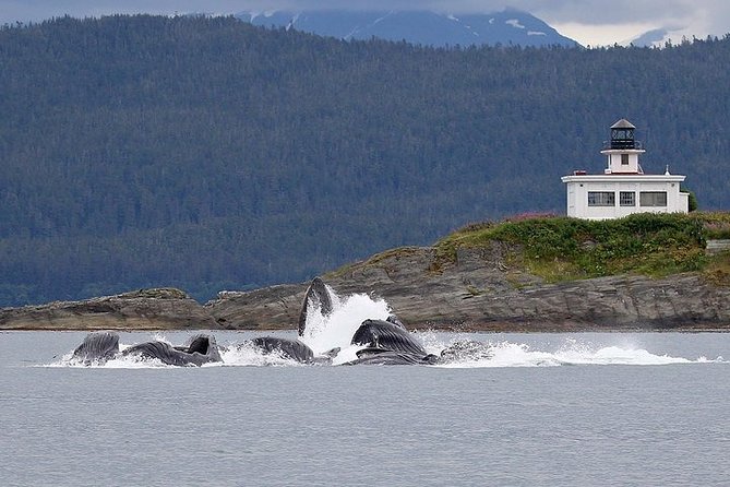 Ultimate Juneau Whale Watch and Mendenhall Glacier View - Is $156 a fair price?