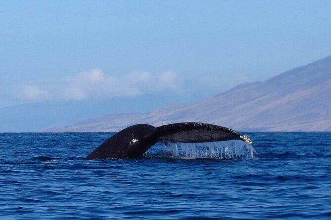Ultimate Maui Whale Watch Snorkel Tour - Four hours along the Makena coast