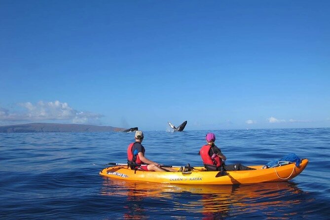Ultimate Maui Whale Watch Snorkel Tour - Two turtle snorkeling stops