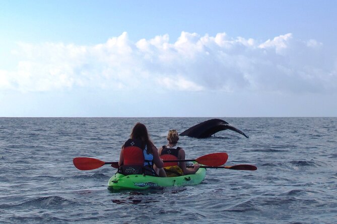 Ultimate Maui Whale Watch Snorkel Tour - A guide who adds more than directions