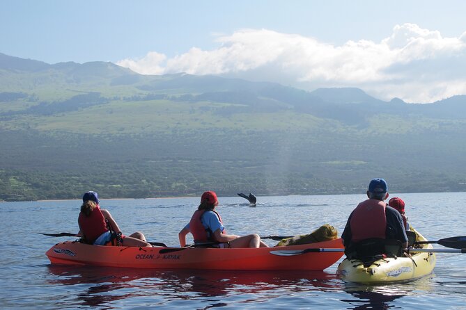 Ultimate Maui Whale Watch Snorkel Tour - What the wildlife can and cannot promise