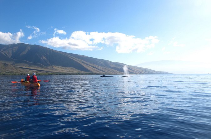 Ultimate Maui Whale Watch Snorkel Tour - Who will enjoy the longer format
