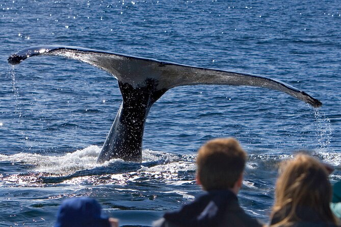 Ultimate Whale Watch and Tracy's Crab Shack Combo - Why this Juneau combination works