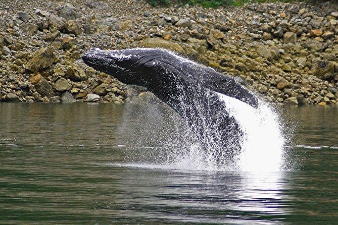 Ultimate Whale Watch and Tracy's Crab Shack Combo - Is $274 a fair price in Juneau?