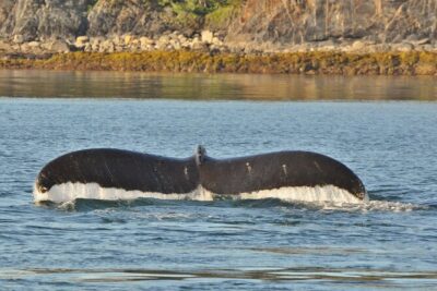 Ultimate Whale Watch and Tracy’s Crab Shack Combo