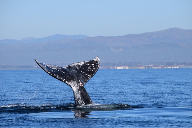 Up Close Dolphin & Whale Watching - Whales, sea lions, and the surprises between sightings