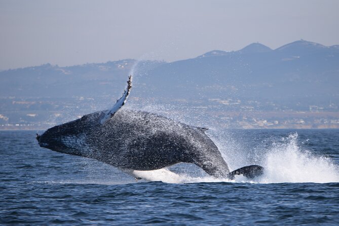 Up Close Dolphin & Whale Watching - What to bring and how to set expectations