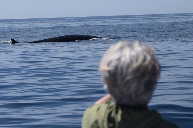 Up Close Dolphin & Whale Watching - Is $85 a fair price?