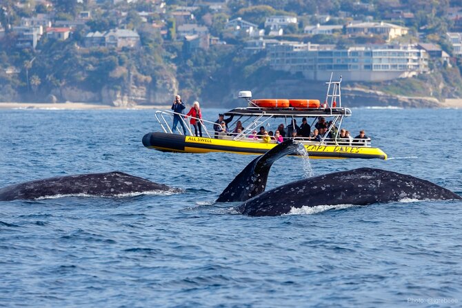 Up-Close Dolphin & Whale Watching Zodiac Adventure in Dana Point - Key points to know before you book