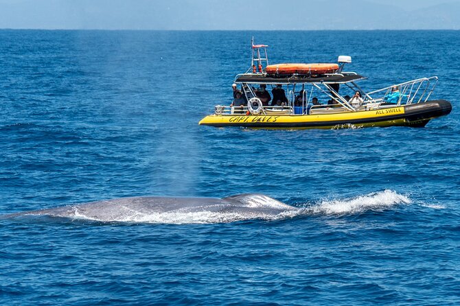 Up-Close Dolphin & Whale Watching Zodiac Adventure in Dana Point - A fast start from Dana Point Harbor