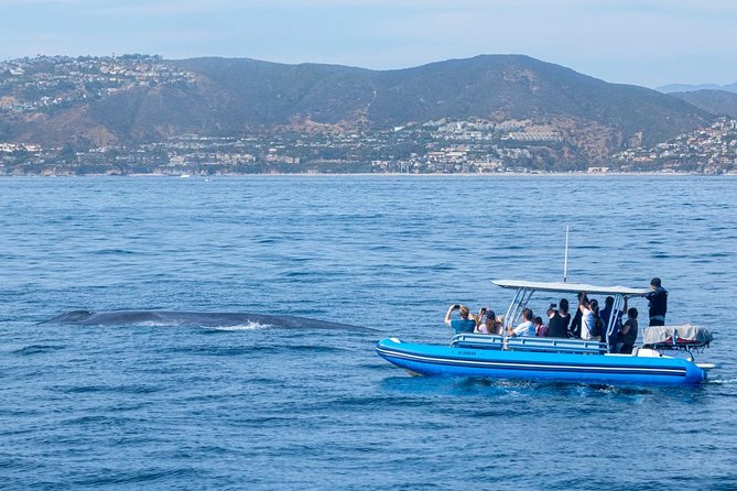Up-Close Dolphin & Whale Watching Zodiac Adventure in Dana Point - Captains and naturalists make the difference