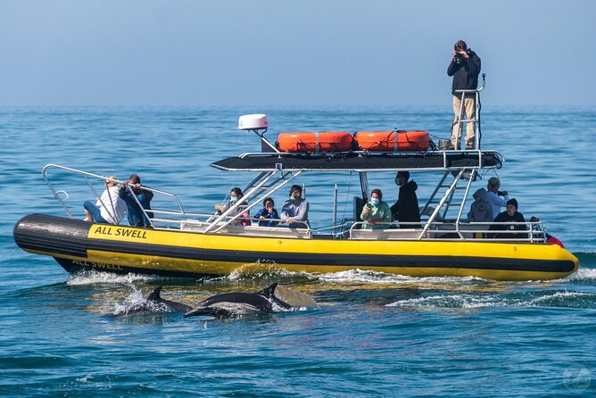 Up-Close Dolphin & Whale Watching Zodiac Adventure in Dana Point - The two-stop itinerary, explained