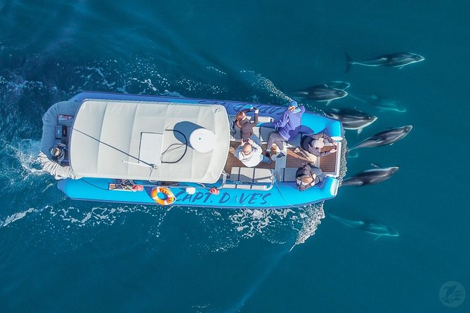 Up-Close Dolphin & Whale Watching Zodiac Adventure in Dana Point - Is $99.99 a fair price?