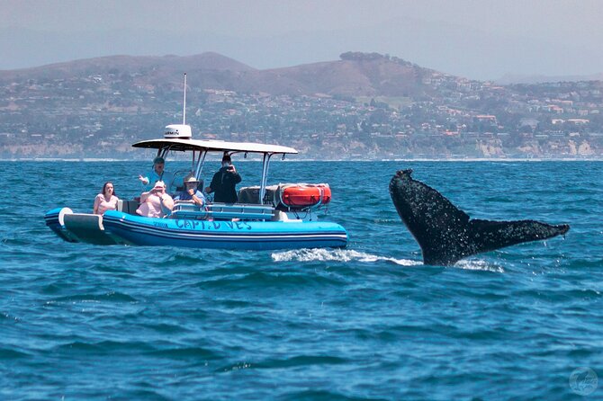 Up-Close Dolphin & Whale Watching Zodiac Adventure in Dana Point - Who will enjoy this trip most?