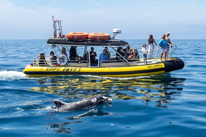 Up-Close Dolphin & Whale Watching Zodiac Adventure in Dana Point - What the Zodiac ride feels like