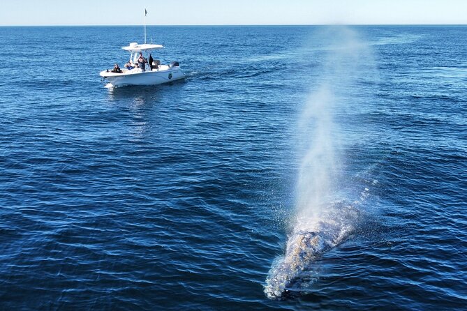 Up Close Dolphin & Whale Watching - Searching for dolphins off Oceanside