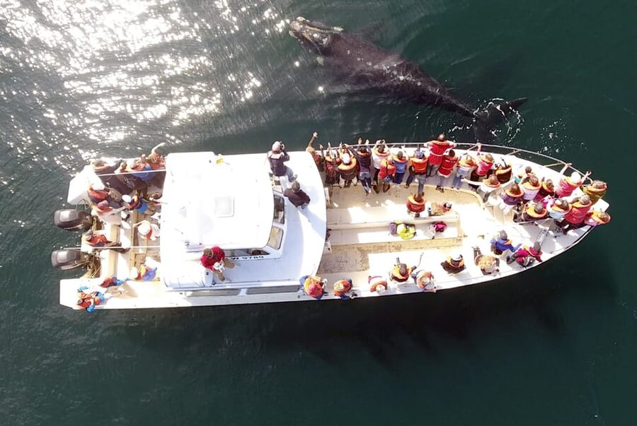 Valdes Peninsula: Full Day with Whale Watching - Key points to know before you book