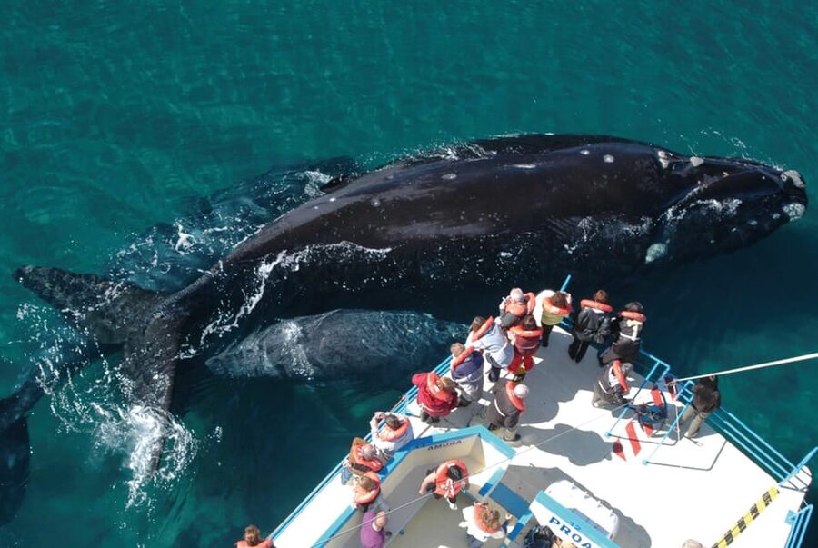 Valdes Peninsula: Full Day with Whale Watching - The early ride from Puerto Madryn