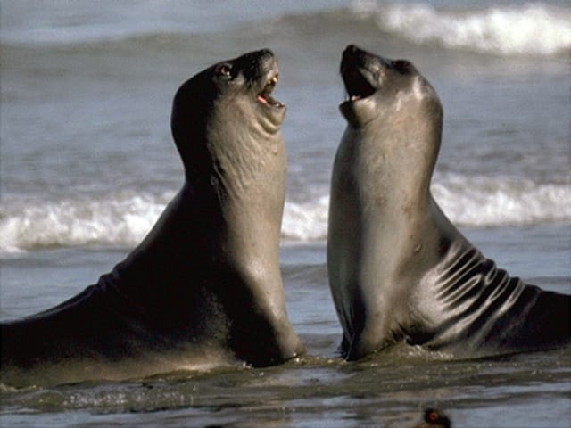 Valdes Peninsula: Full Day with Whale Watching - What happens outside whale season