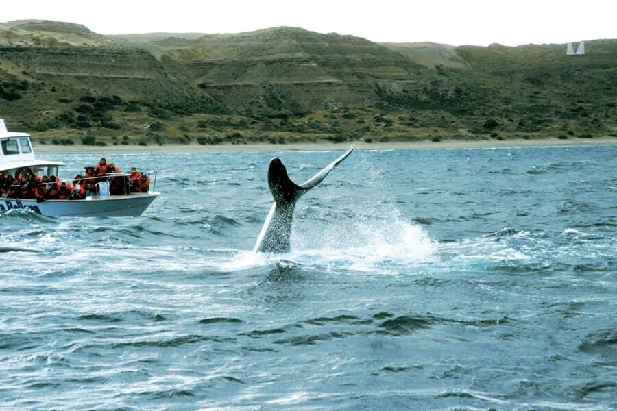 Valdes Peninsula: Full Day with Whale Watching - Salinas Grande, Salinas Chica, and the southern road
