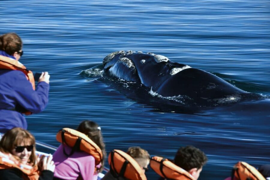 Valdes Peninsula: Full Day with Whale Watching - Punta Cantor and Caleta Valdés