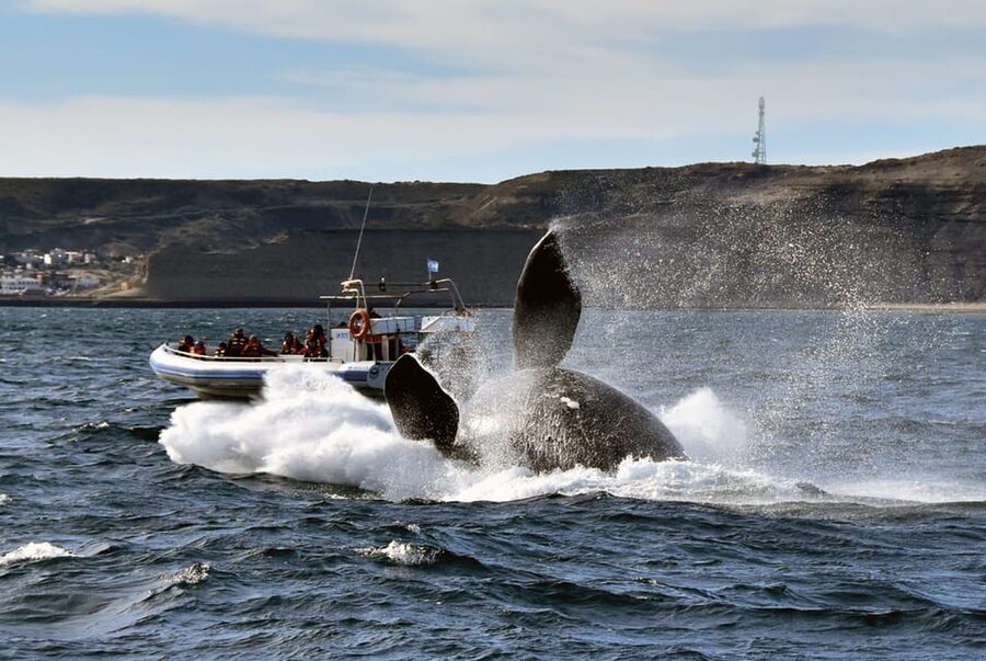 Valdes Peninsula: Full Day with Whale Watching - Punta Norte as a possible alternative