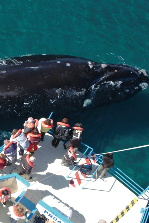 Valdes Peninsula: Full Day with Whale Watching - Puerto Pirámides and the whale boat