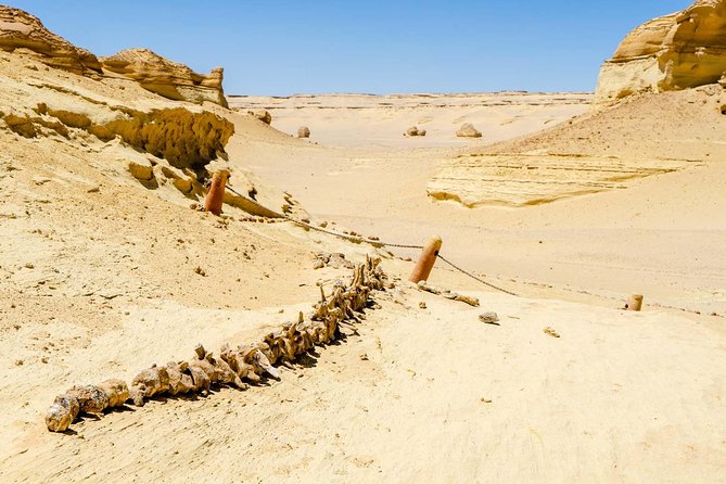 Valley of Whales and Wadi El Rayan Water Falls Day Tour from Cairo - Wadi Al Hitan explains the whale story clearly