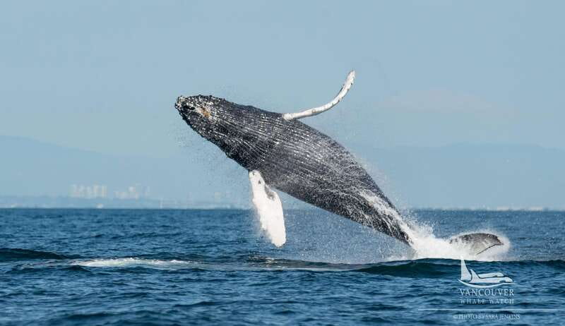 Vancouver, BC: Whale Watching Tour Small Zodiac with Guide - Why the small zodiac makes a difference