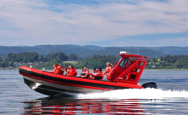 Vancouver, BC: Whale Watching Tour Small Zodiac with Guide - Sea lions, seals, porpoises, and bald eagles