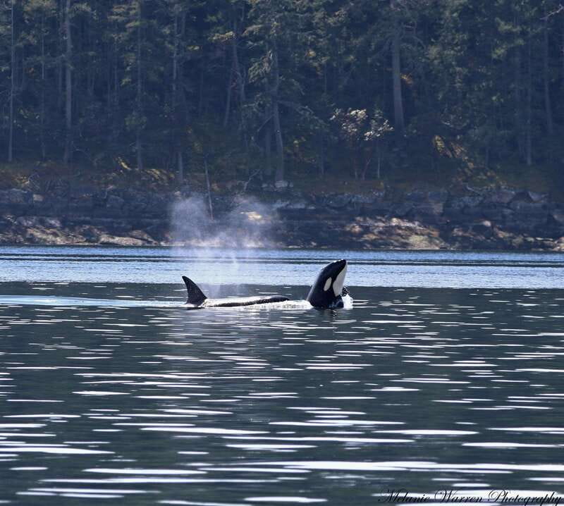 Vancouver, BC: Whale Watching Tour with Guide - From Steveston to the open Strait of Georgia