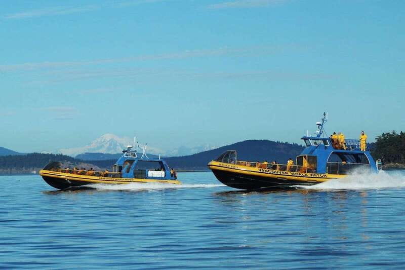 Vancouver, BC: Whale Watching Tour with Guide - Searching for humpbacks, orcas, and sea lions