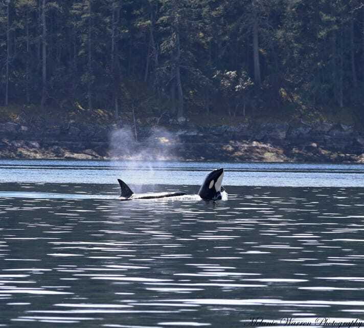 Vancouver, BC: Whale Watching Tour with Guide - Price, guarantee, and what you receive