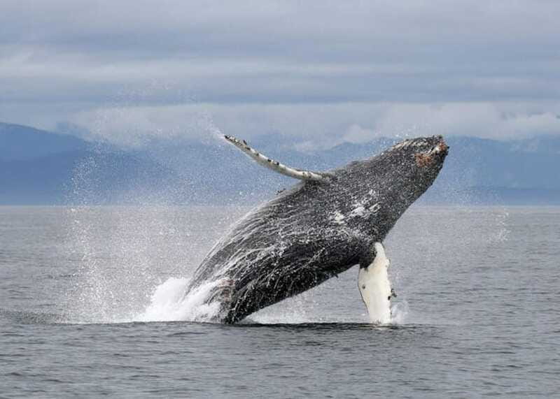 Vancouver, BC: Whale Watching Tour with Guide - Practical plan for the day