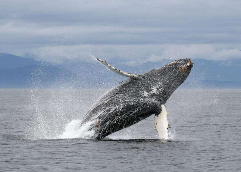 Vancouver, BC: Whale Watching Tour with Guide - A fast boat built for wildlife watching