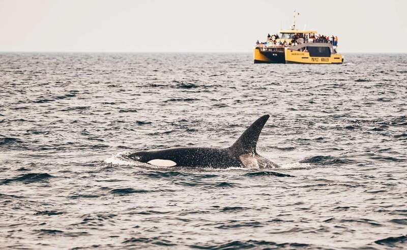 Vancouver: Covered Whale Watching Adventure with Free Photos - A comfortable ride into the Strait of Georgia