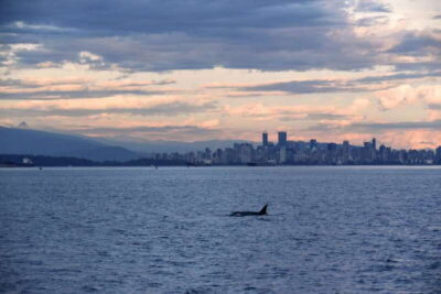 Vancouver: Covered Whale Watching Adventure with Free Photos