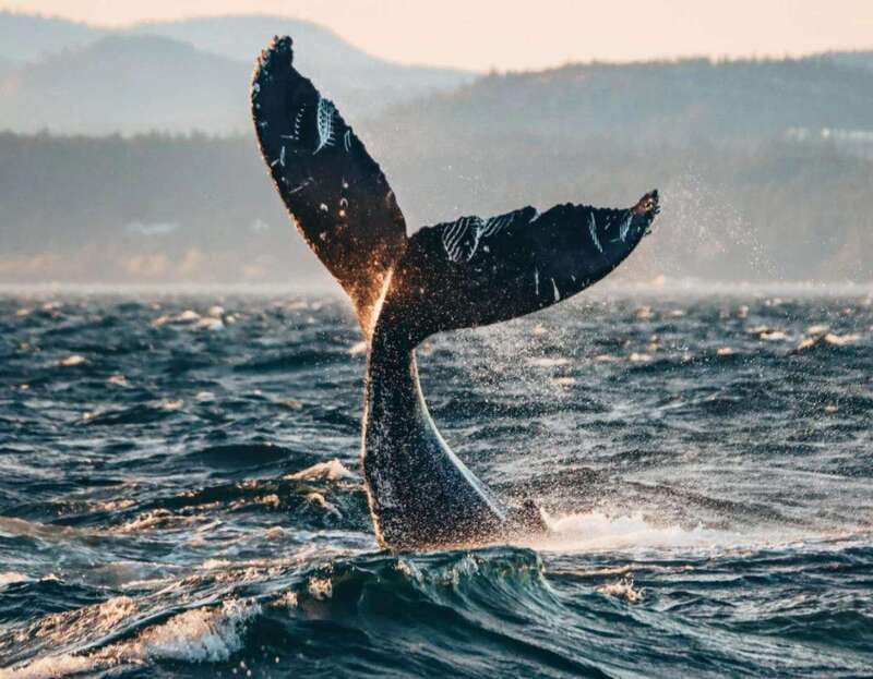 Vancouver: Covered Whale Watching Adventure with Free Photos - Covered cabin or open-air viewing