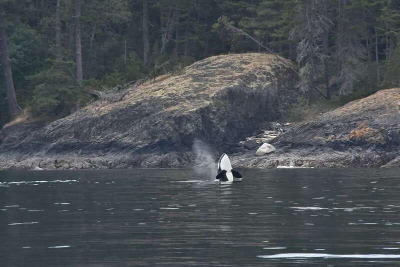 Vancouver: Covered Whale Watching Adventure with Free Photos - Who will enjoy this most