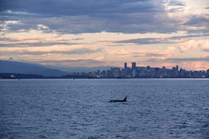 Vancouver: Covered Whale Watching Adventure with Free Photos - Searching for whales without chasing them