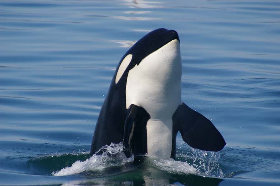 Vancouver: Day Trip to Victoria Seaplane with Whale Watching - Flying Back to Vancouver